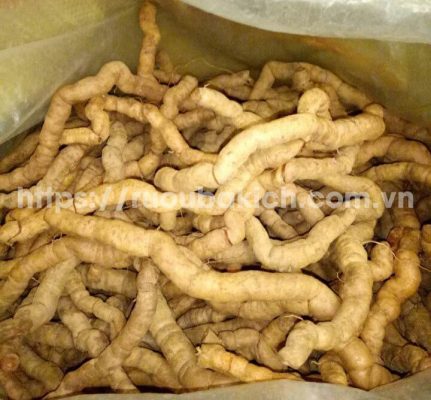 Củ ba kích tím tươi bóc sạch lõi trước khi ngâm uống rượu ba kích