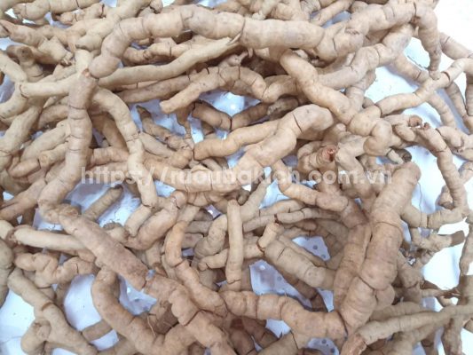 Ba kích có cần rút lõi không - Củ ba kích tím Yên Tử ba kích có cần rút lõi