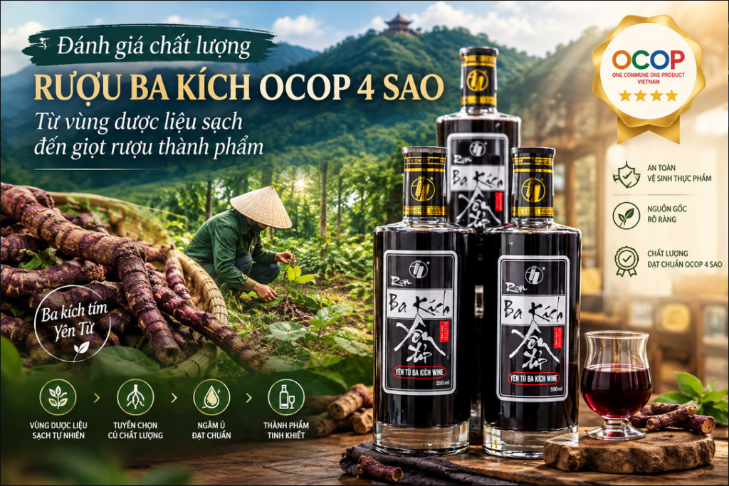 Đánh giá chất lượng rượu ba kích OCOP 4 sao: Từ vùng dược liệu sạch đến giọt rượu thành phẩm